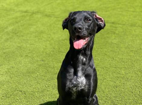Black dog smiling while relazing on artificial grass