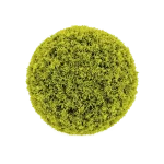 Ball-Cypress-22 product image