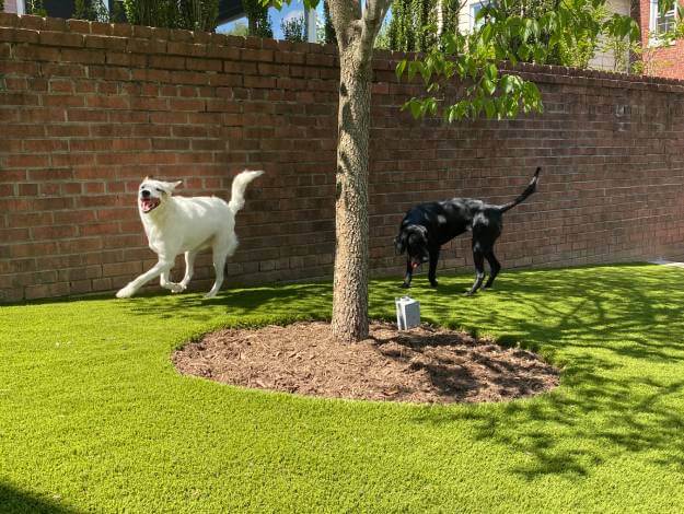 Dogs playing on artificial pet grass