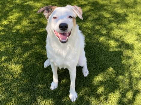 white dog smiling on artificial pet grass